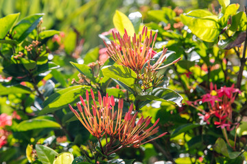 Chinese Ixora. Jungle Geranium. Tropical Ixora buds in sunlight with lush green leaves, close-up of exotic flowers in natural garden background