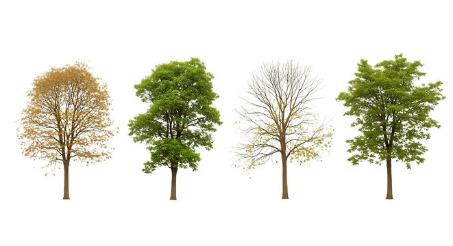 Four trees showing different seasons on transparent background