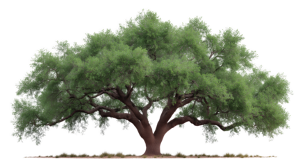 Majestic Tree of Life: A lone tree, stands tall with its expansive canopy of vibrant green leaves and strong trunk, a symbol of life's enduring strength, resilience, and connection to nature.