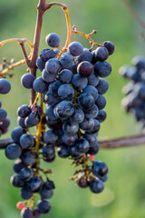 Grapes are the fruit of the grapevine (Vitis vinifera). A bunch of grapes is an infructescence, that is, a grouping of fruits, which together is called a bunch.