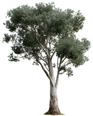 Eucalyptus Tree's Portrait: A majestic eucalyptus tree stands tall against the sky, its smooth bark and vibrant foliage creating a sense of natural tranquility. 