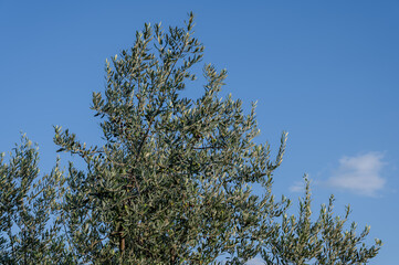 Spectacular photos of olive trees