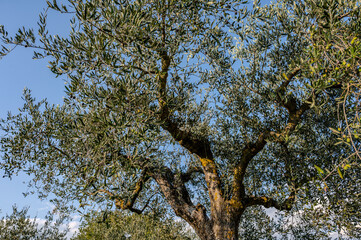 Spectacular photos of olive trees