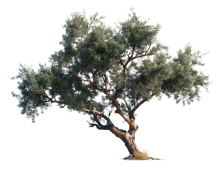 Ancient Olive Tree in Sunlight: A majestic olive tree, its gnarled trunk and vibrant foliage bathed in the warm glow of sunlight. A symbol of peace and longevity. 