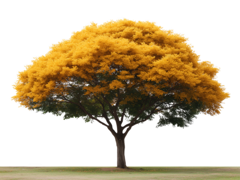Golden Canopy Tree: A solitary tree, its crown ablaze with golden leaves, stands proudly against a simple backdrop, its strong trunk and sprawling branches reaching towards the sky.