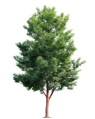 Fototapeta premium Majestic Tree in Full Bloom: A vibrant and healthy tree, showcasing lush green foliage and robust trunk, stands tall against a clear sky, representing the beauty and resilience of nature.