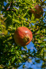 Spectacular photos of pomegranate (Punica Granatum)