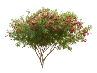 Blooming Beauty: A vibrant bush explodes with lush greenery and delicate red blossoms, revealing the beauty of natural form.