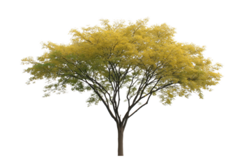 Golden Tree in Nature's Embrace: Witness the vibrant allure of a solitary tree, its leaves awash in gold, standing proudly in the open, offering a spectacle of nature's beauty and tranquility.
