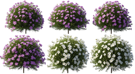 Six spherical flowering bushes purple and white spherical bush