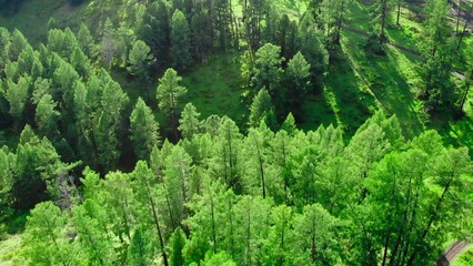 Green forest canopy covering rolling hills in sunny day. Media