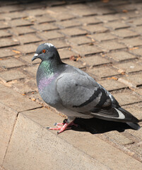 Pigeon Perching on a Sidewalk
