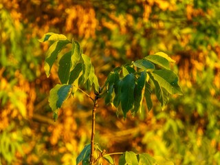 A thin branch of a walnut tree with large green leaves against a background of autumn orange-yellow foliage on a sunny October day