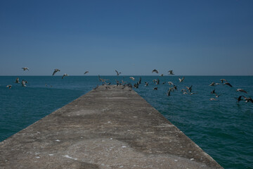 Seagulls and other birds fly away from the pier