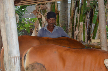 A rural father quietly stands and observes his cows as they eat fresh grass and wild plants provided inside the wooden pen during the afternoon.