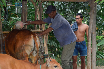 A rural father washes his cow with a small plastic dipper while his young son observes nearby in the village farm pen.