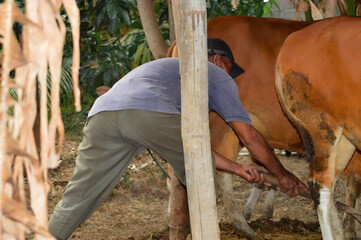 A village father uses a rake to gather cow dung inside the pen before moving it outside, maintaining cleanliness in the afternoon farm setting.