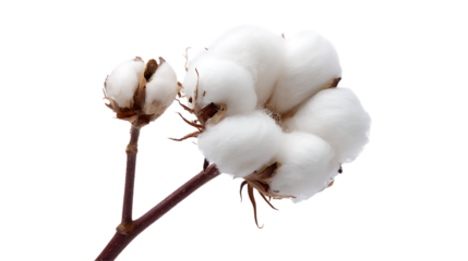 cotton buds on white background