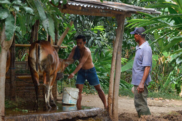 A father stands watching his freshly bathed cow inside the pen while his son continues filling water into a bucket for future tasks.