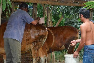 A father uses a plastic dipper to bathe the largest cow in the cattle shed while his son stands nearby carrying a water bucket.