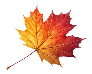 Fototapeta premium Vibrant autumn maple leaves arranged together for seasonal beauty