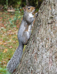 A grey squirrel, sciurus carolinensis, climbing a tree. 