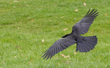 A carrion crow, corvus corone, with wings spread out to land on the grass. 