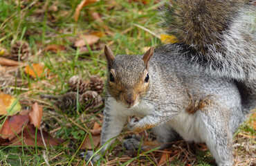 A grey squirrel foraging for food in autumn in closeup.