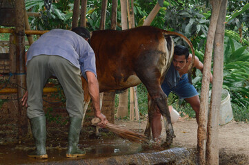 A father sweeps the cattle shed floor with a broom while his son pours water with a plastic dipper to clean the livestock space.