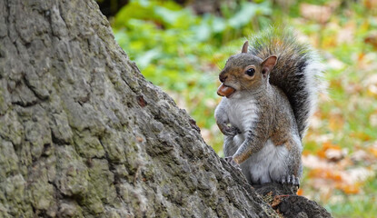 A grey squirrel, sciurus carolinensis, perching at the base of a tree with an acorn in its mouth. 