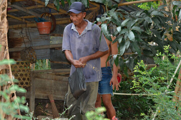 A father spreads rice grains for free-range chickens in the farm field while his son stands nearby watching the birds feed.