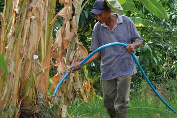 A father waters the roots of a banana tree in his farm field during afternoon, focusing on each plantâ€™s needs.