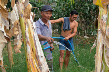 A father waters the roots of a banana tree while his son follows behind, holding the hose to keep it from getting stuck.