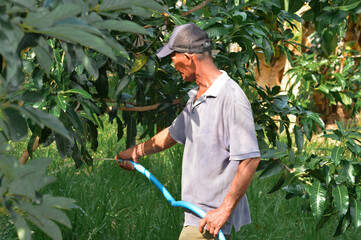 A father waters a healthy and leafy young mango tree with a hose during the afternoon in his quiet village farmland surrounded by natural greenery.