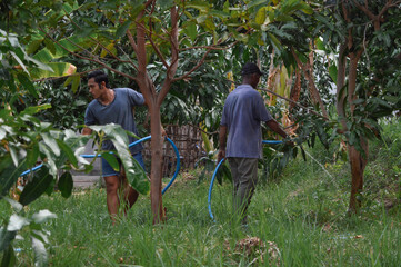 A father uses a hose to water the base of a young mango tree, while his son carefully holds the hose to prevent it from bending in the warm afternoon sunlight.