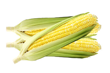 PNG image of Fresh corn on the cob kernels sweetcorn maize agriculture harvest vegetable food healthy eating 