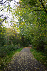 Obraz premium Golden autumn forest filled with vibrant orange, red, and yellow leaves. Warm sunlight filters through tall trees, illuminating a peaceful woodland path covered with fallen foliage