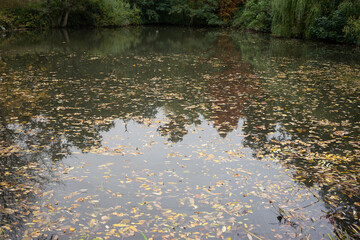 Golden autumn forest filled with vibrant orange, red, and yellow leaves. Warm sunlight filters through tall trees, illuminating a peaceful woodland path covered with fallen foliage