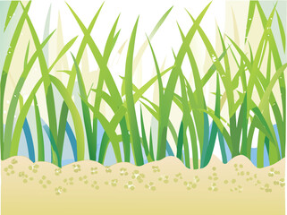 Green grass blades with water droplets and sandy ground