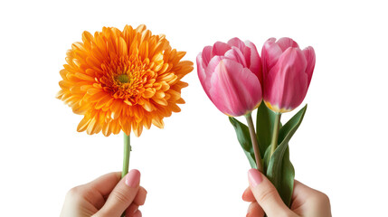 Two hands holding a vibrant orange chrysanthemum and pink tulips isolated on transparent background
