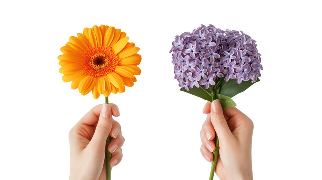 Two hands holding flowers isolated on transparent background - Powered by Adobe