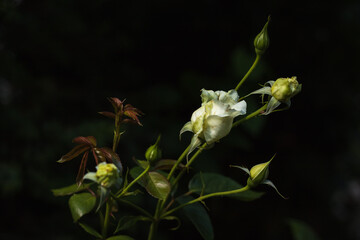 White Rose among plants in the garden. Close-up. DOF