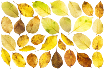 autumn leaves on white background