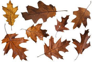 Naklejka premium autumn maple leaf