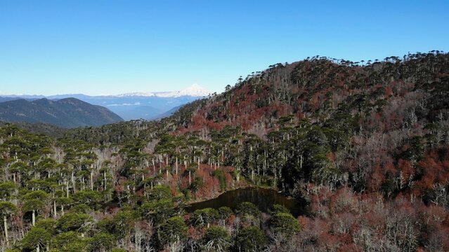 Stunning aerial view of conguillio national park showcasing the vibrant autumn foliage and llaima volcano