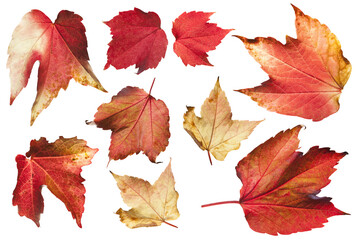 autumn maple leaves transparent background