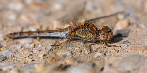 Macro view of a common darter sitting on a rocky path on a sunny day