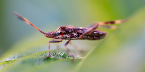 Leptoglossus occidentalis, one of the largest species of heteroptera - bugs living in Central Europe, originating from North America