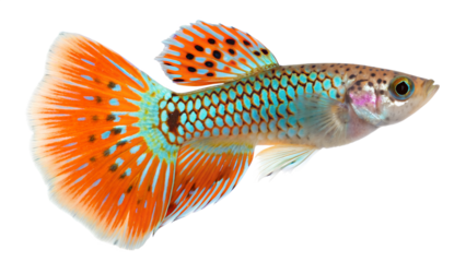 Isolated tropical Siamese fighting fish in blue and red on a white background, a colorful marine animal perfect for aquarium illustration