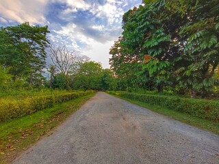 Fototapeta premium Peaceful Country Road with Green Trees and Blue Sky